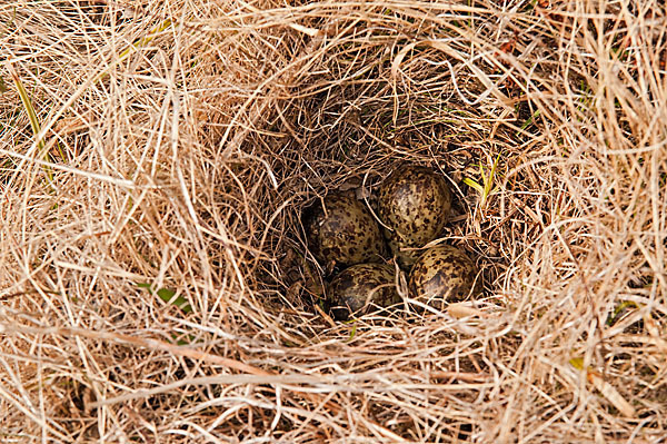 Kampfläufer (Philomachus pugnax)