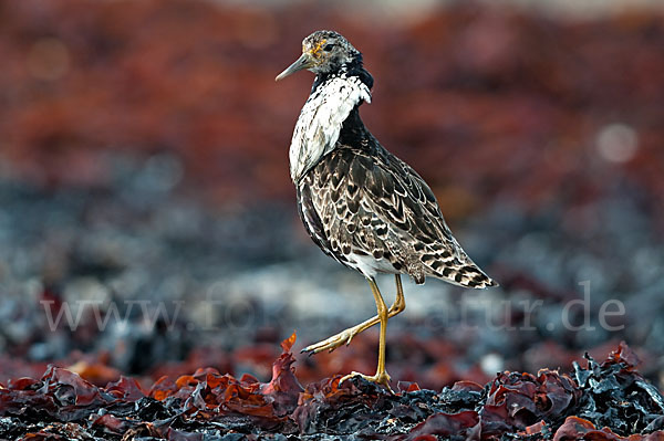 Kampfläufer (Philomachus pugnax)