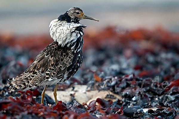 Kampfläufer (Philomachus pugnax)