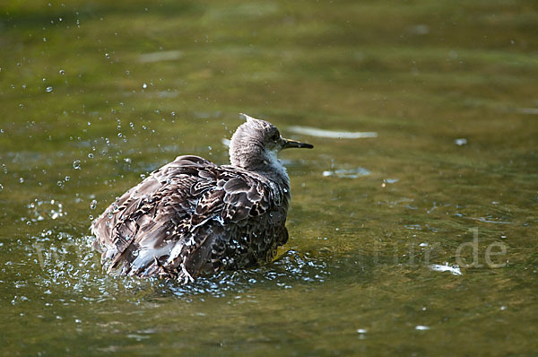 Kampfläufer (Philomachus pugnax)