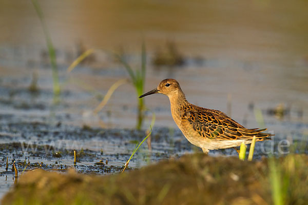 Kampfläufer (Philomachus pugnax)