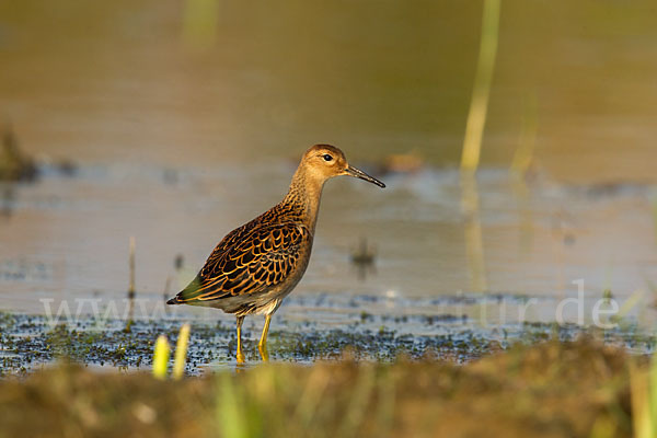 Kampfläufer (Philomachus pugnax)