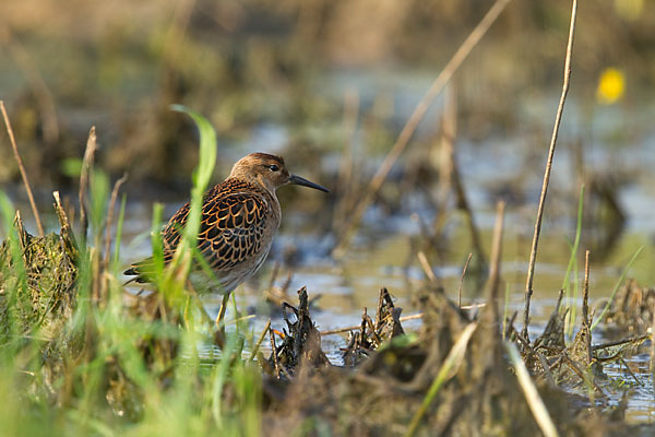 Kampfläufer (Philomachus pugnax)