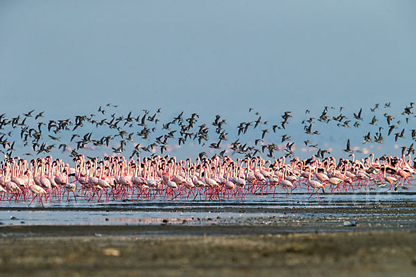 Kampfläufer (Philomachus pugnax)