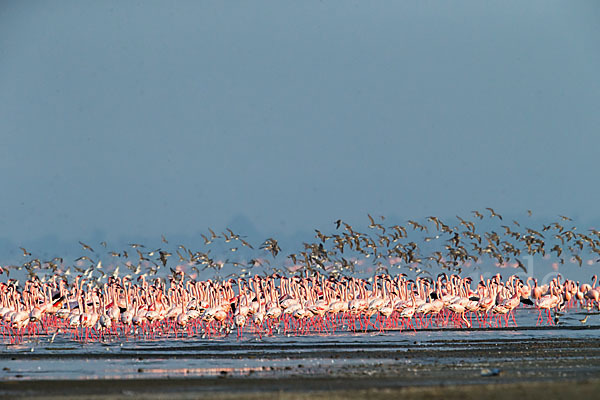 Kampfläufer (Philomachus pugnax)