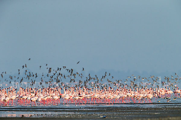 Kampfläufer (Philomachus pugnax)