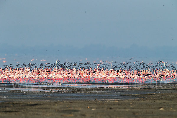 Kampfläufer (Philomachus pugnax)