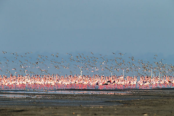 Kampfläufer (Philomachus pugnax)