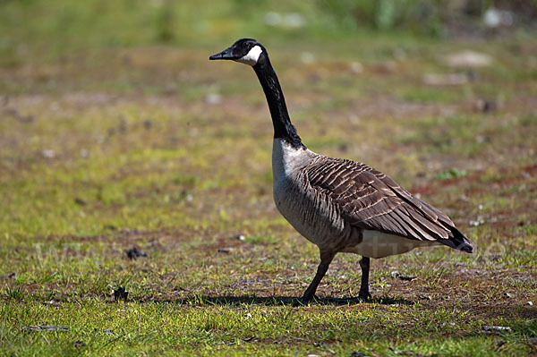 Kanadagans (Branta canadensis)