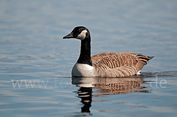 Kanadagans (Branta canadensis)