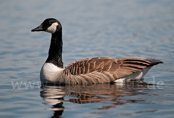 Kanadagans (Branta canadensis)