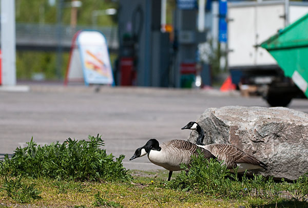 Kanadagans (Branta canadensis)