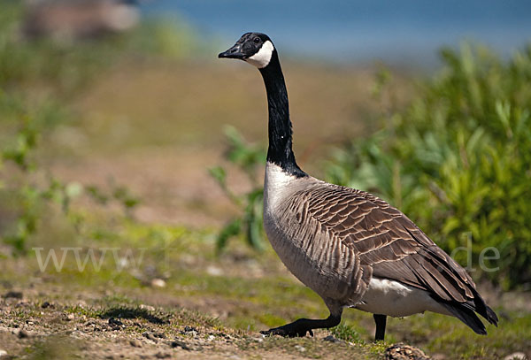 Kanadagans (Branta canadensis)