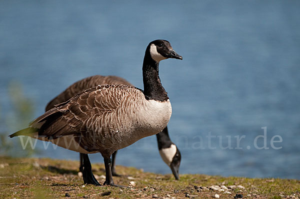 Kanadagans (Branta canadensis)