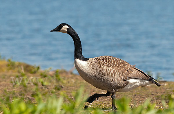 Kanadagans (Branta canadensis)