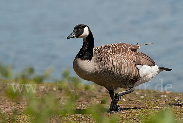 Kanadagans (Branta canadensis)