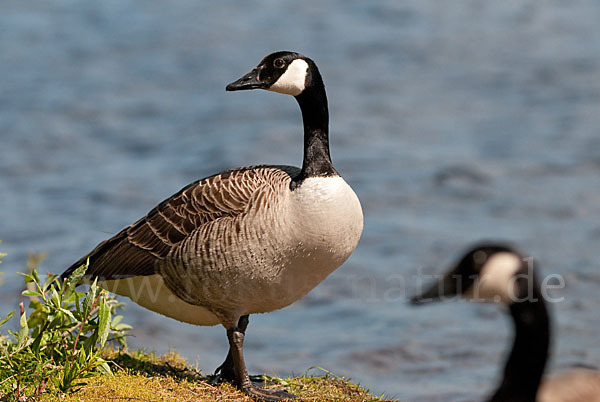 Kanadagans (Branta canadensis)