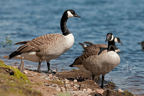 Kanadagans (Branta canadensis)