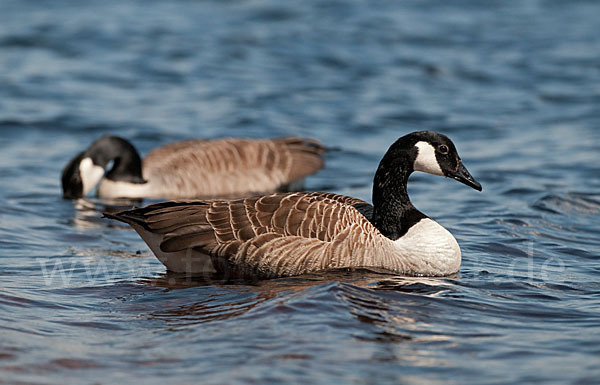 Kanadagans (Branta canadensis)