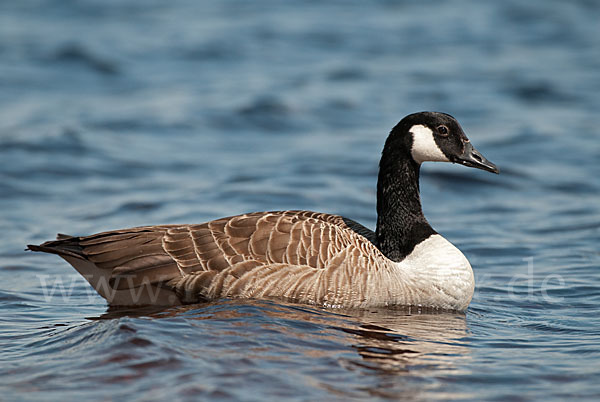 Kanadagans (Branta canadensis)