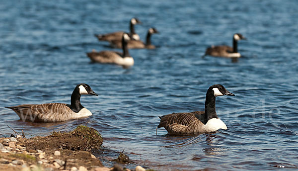 Kanadagans (Branta canadensis)