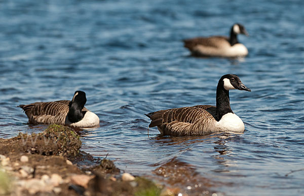 Kanadagans (Branta canadensis)