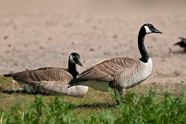 Kanadagans (Branta canadensis)