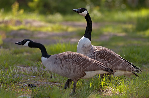 Kanadagans (Branta canadensis)