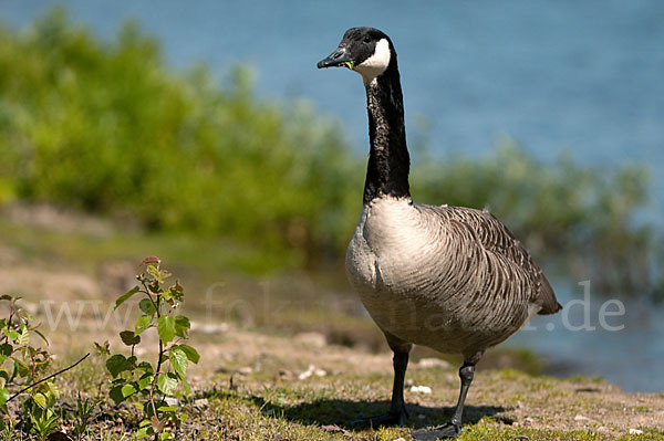 Kanadagans (Branta canadensis)