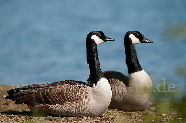 Kanadagans (Branta canadensis)