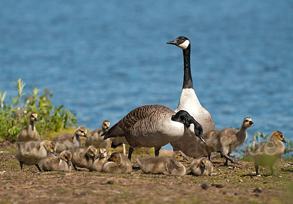 Kanadagans (Branta canadensis)