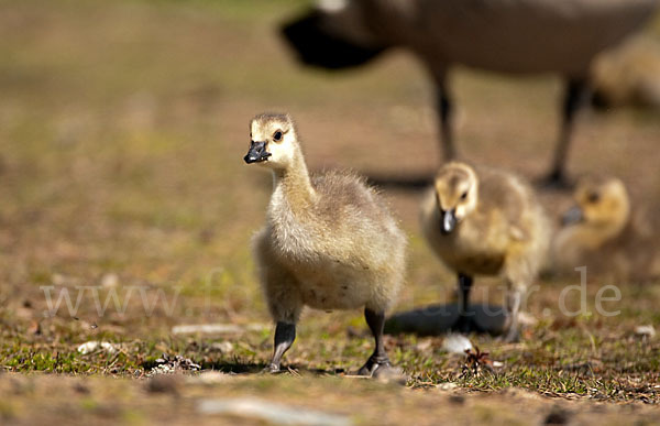 Kanadagans (Branta canadensis)