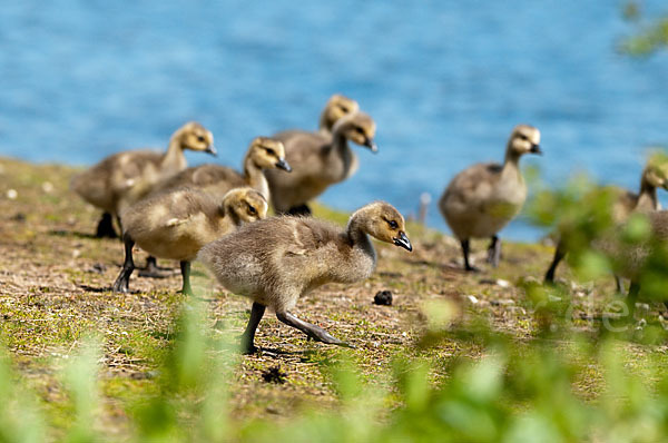 Kanadagans (Branta canadensis)