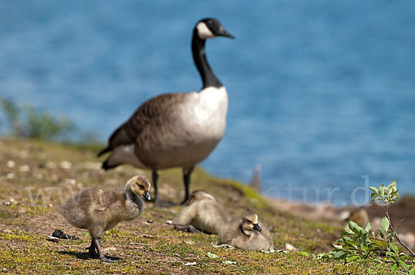 Kanadagans (Branta canadensis)