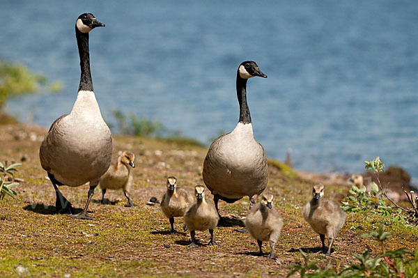 Kanadagans (Branta canadensis)