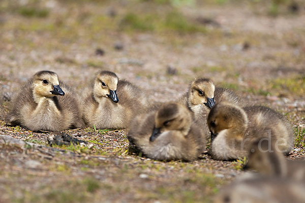 Kanadagans (Branta canadensis)