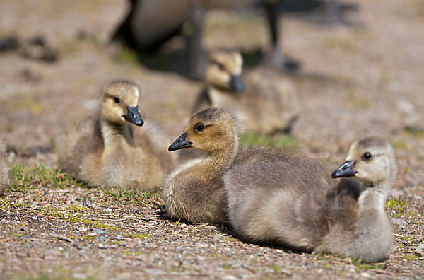 Kanadagans (Branta canadensis)