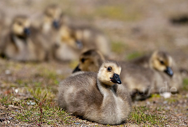 Kanadagans (Branta canadensis)