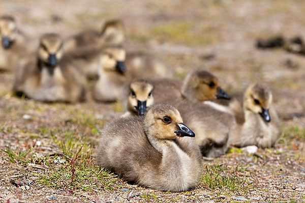 Kanadagans (Branta canadensis)