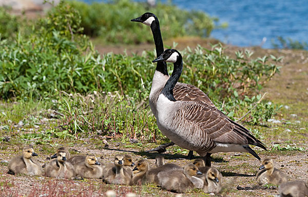 Kanadagans (Branta canadensis)