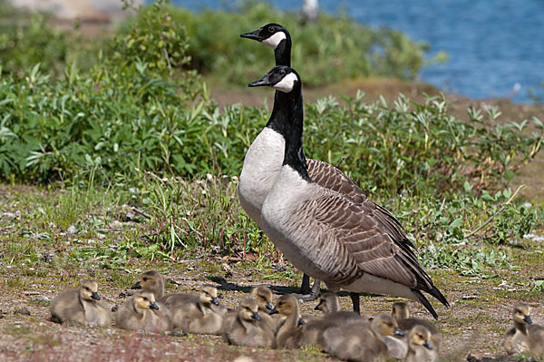 Kanadagans (Branta canadensis)