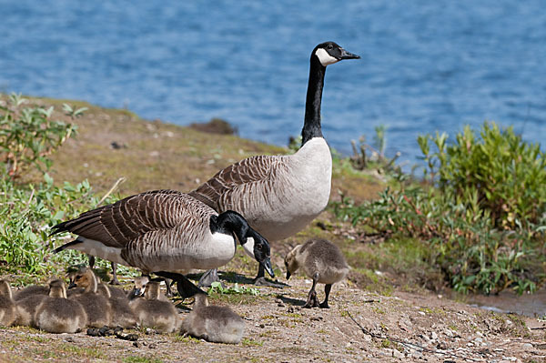 Kanadagans (Branta canadensis)