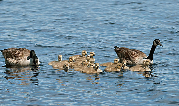 Kanadagans (Branta canadensis)