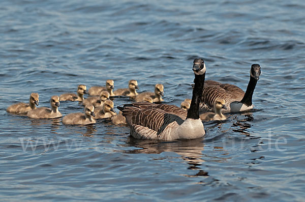 Kanadagans (Branta canadensis)