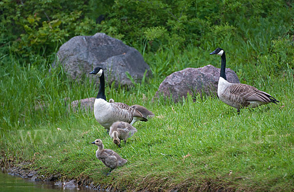 Kanadagans (Branta canadensis)