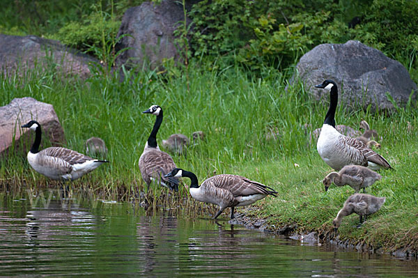 Kanadagans (Branta canadensis)