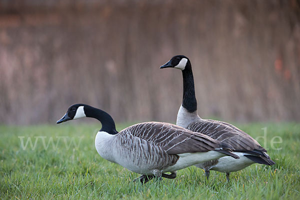 Kanadagans (Branta canadensis)