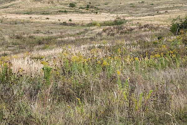 Kanadische Goldrute (Solidago canadensis)