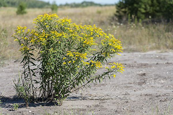 Kanadische Goldrute (Solidago canadensis)