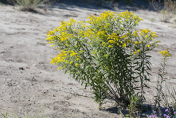 Kanadische Goldrute (Solidago canadensis)